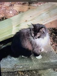 Lost Male Cat last seen Picardy, Raleigh, NC 27612