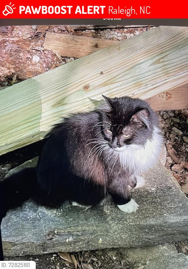 Lost Male Cat last seen Picardy, Raleigh, NC 27612