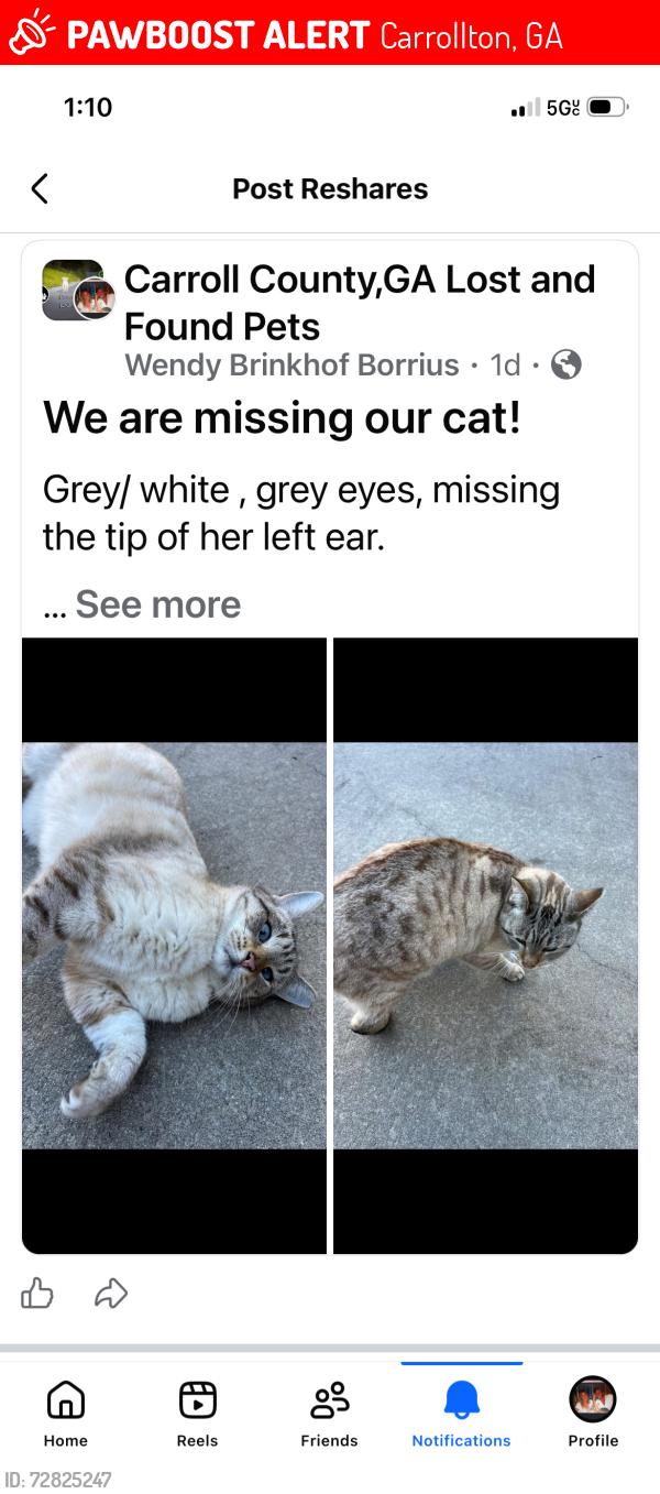 Lost Female Cat last seen Lake Carroll, Carrollton, GA 30117