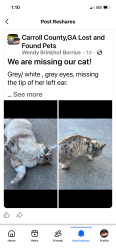 Lost Female Cat last seen Lake Carroll, Carrollton, GA 30117