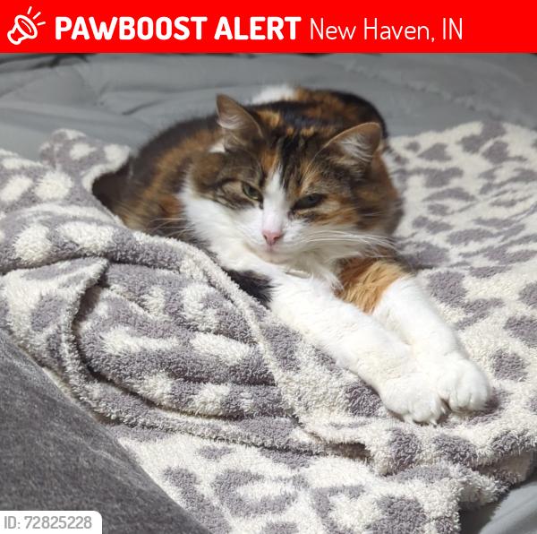 Lost Female Cat last seen Meadowbrook , New Haven, IN 46774