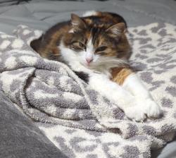 Lost Female Cat last seen Meadowbrook , New Haven, IN 46774