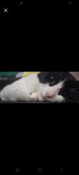 Reunited Male Cat last seen Tyburn road , West Midlands, England B24 8HP