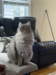 Lost Female Cat last seen Near Sings street, South Portland, ME 04106