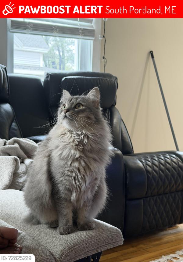 Lost Female Cat last seen Near Sings street, South Portland, ME 04106