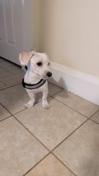 Found/Stray Male Dog last seen Park infront of apmts Ceramic , Osceola County, FL 34746