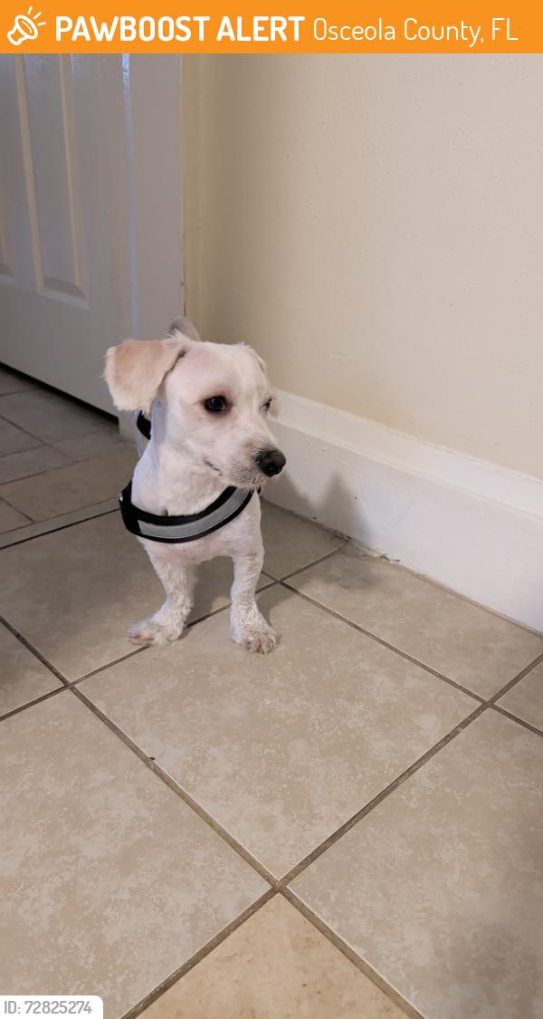 Found/Stray Male Dog last seen Park infront of apmts Ceramic , Osceola County, FL 34746