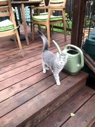 Lost Female Cat last seen Cleveland and Otis , Santa Cruz, CA 95060