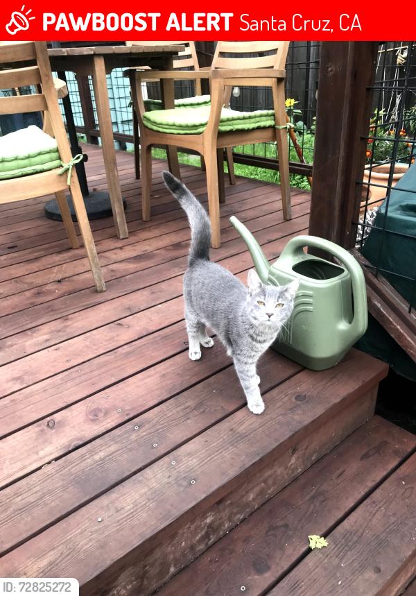 Lost Female Cat last seen Cleveland and Otis, Santa Cruz, CA 95060