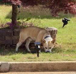 Found/Stray Male Dog last seen Memorial Dr./Hambrick rd. , DeKalb County, GA 30083