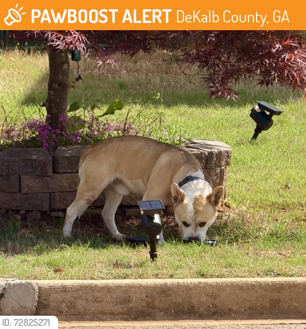 Found/Stray Male Dog last seen Memorial Dr./Hambrick rd. , DeKalb County, GA 30083