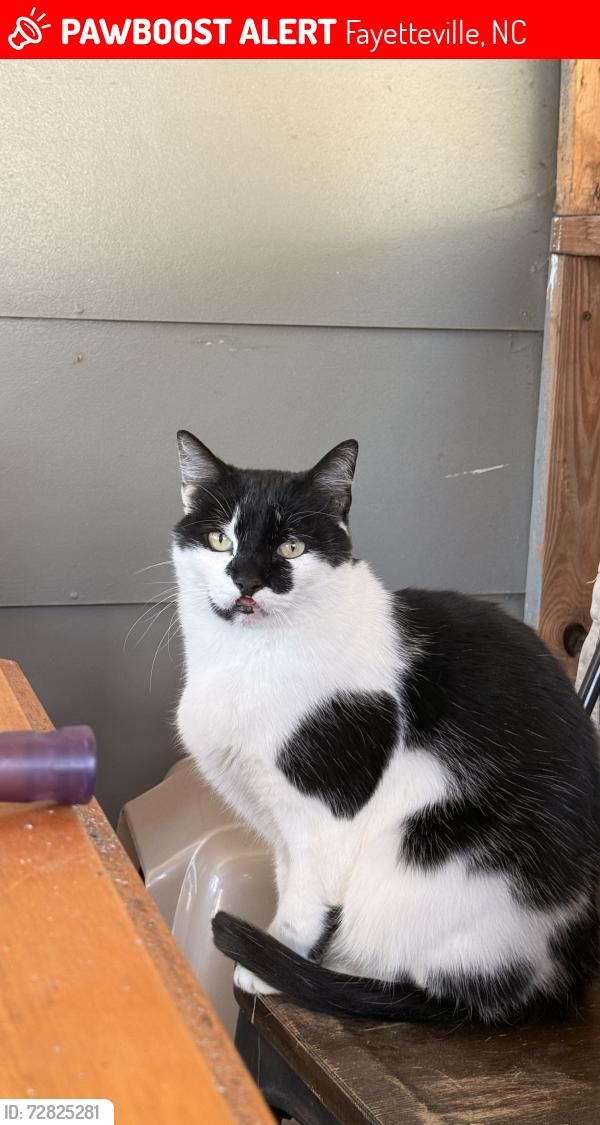 Lost Male Cat last seen Cumberland Rd, Fayetteville, NC 28306