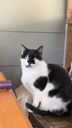 Lost Male Cat last seen Cumberland Rd, Fayetteville, NC 28306