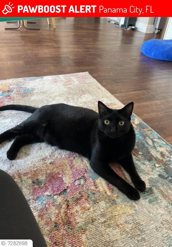 Lost Female Cat last seen Panama City, Panama City, FL 32401