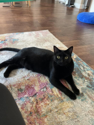 Lost Female Cat last seen Panama City, Panama City, FL 32401