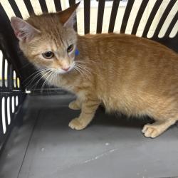Shelter Stray Female Cat last seen , Memphis, TN 38133