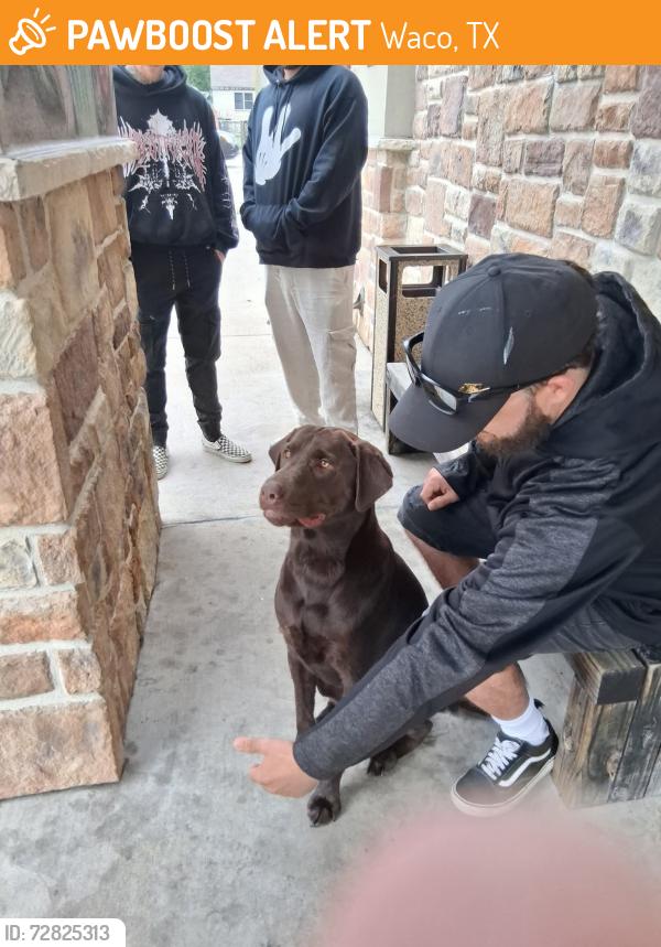 Found/Stray Unknown Dog last seen Speight Ave Waco Tx , Waco, TX 76702