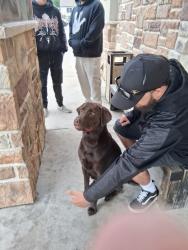 Found/Stray Unknown Dog last seen Speight Ave Waco Tx , Waco, TX 76702
