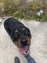 Found/Stray Male Dog last seen Northehore , Lynn Haven, FL 32444