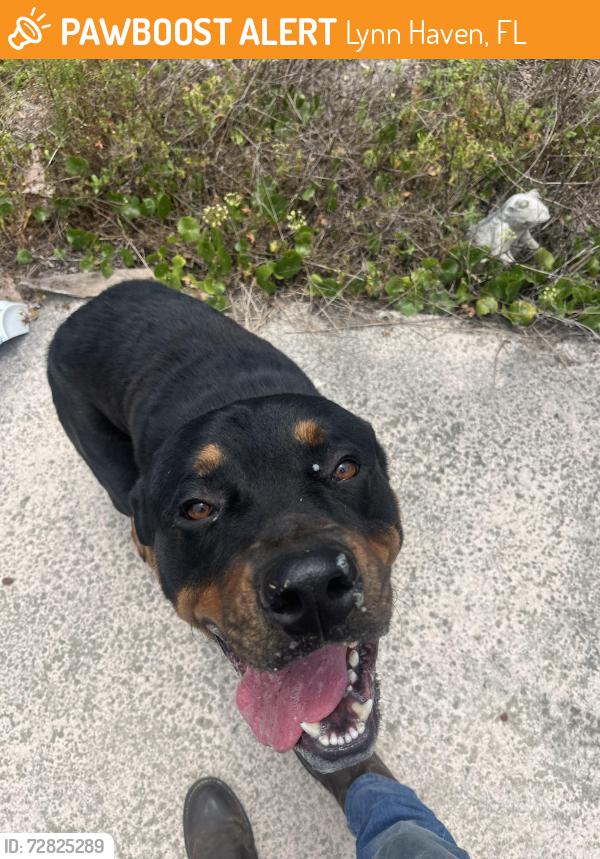 Found/Stray Male Dog last seen Northehore , Lynn Haven, FL 32444