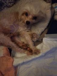 Lost Male Dog last seen Between 9th and 10 on Harrison , Beaumont, TX 77702
