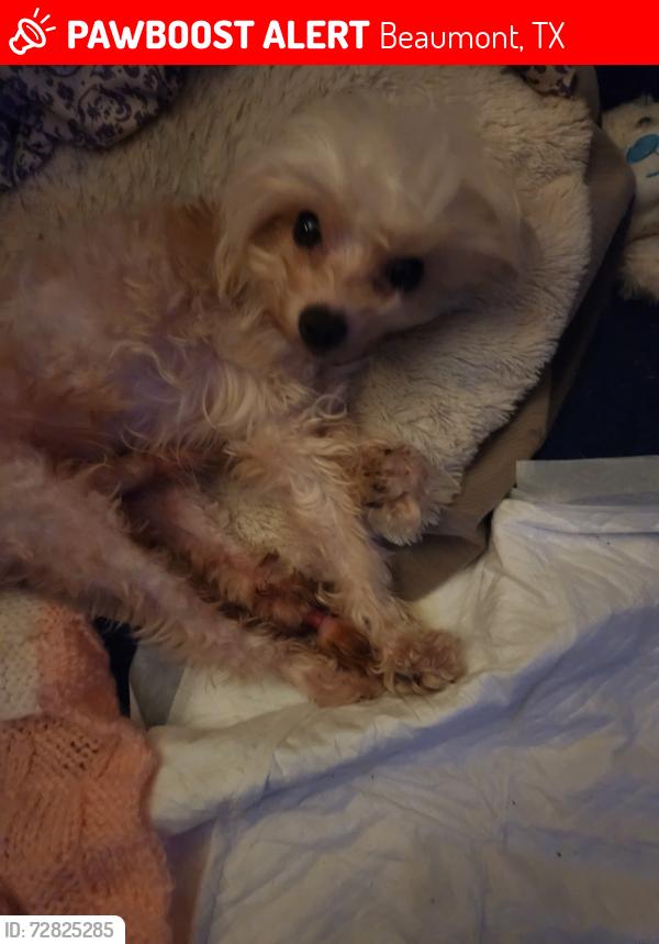 Lost Male Dog last seen Between 9th and 10 on Harrison , Beaumont, TX 77702