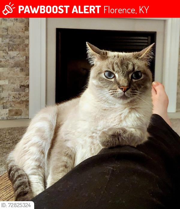 Lost Male Cat last seen Mt. Zion Rd and i75, Florence, KY 41042
