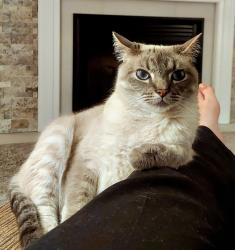 Lost Male Cat last seen Mt. Zion Rd and i75, Florence, KY 41042
