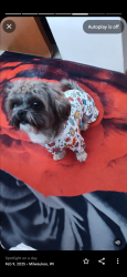 Lost Male Dog last seen Park, Brook Elementary school , Minneapolis, MN 55428