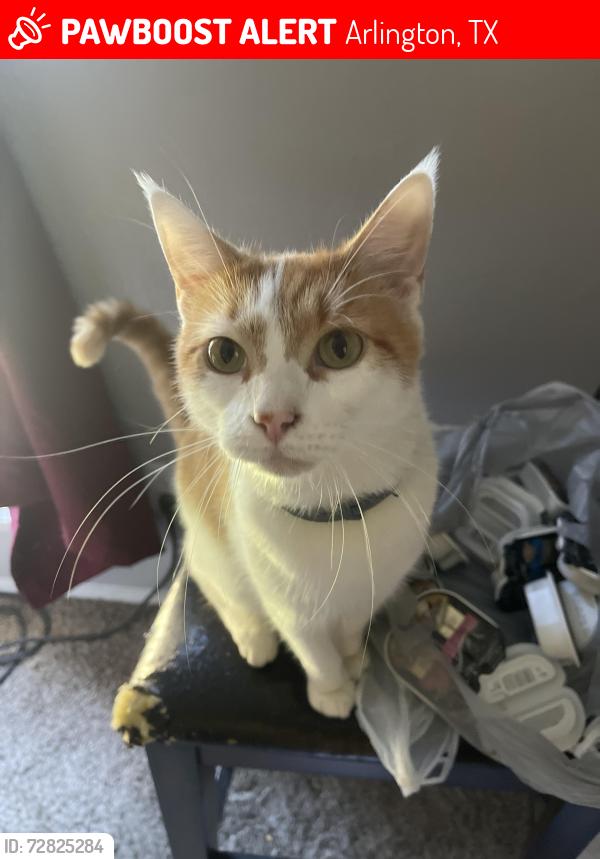 Lost Male Cat last seen Park row dr, Arlington, TX 75051