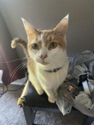 Lost Male Cat last seen Park row dr, Arlington, TX 75051