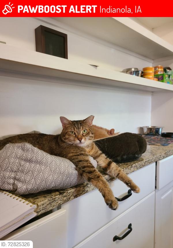 Lost Female Cat last seen Pizza Ranch, Indianola, IA 50125