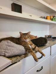 Lost Female Cat last seen Pizza Ranch, Indianola, IA 50125