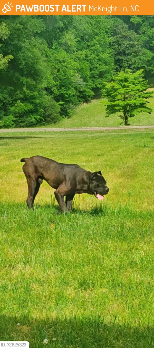 Found/Stray Male Dog last seen Near carriage farm- in yard of  , McKnight Ln, NC 28115