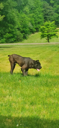 Found/Stray Male Dog last seen Near carriage farm- in yard of  , McKnight Ln, NC 28115