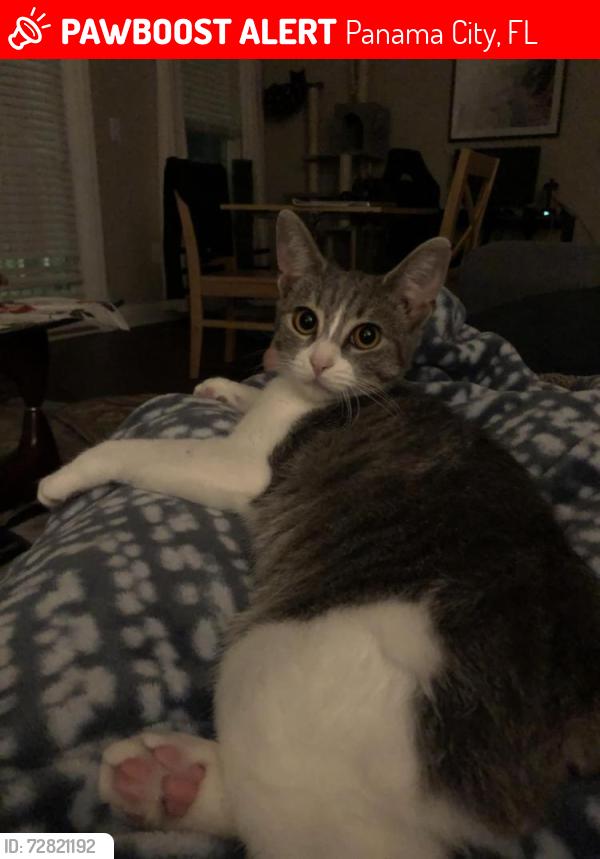 Lost Female Cat last seen Panama City, Panama City, FL 32401