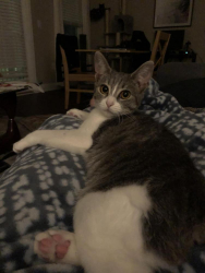 Lost Female Cat last seen Panama City, Panama City, FL 32401