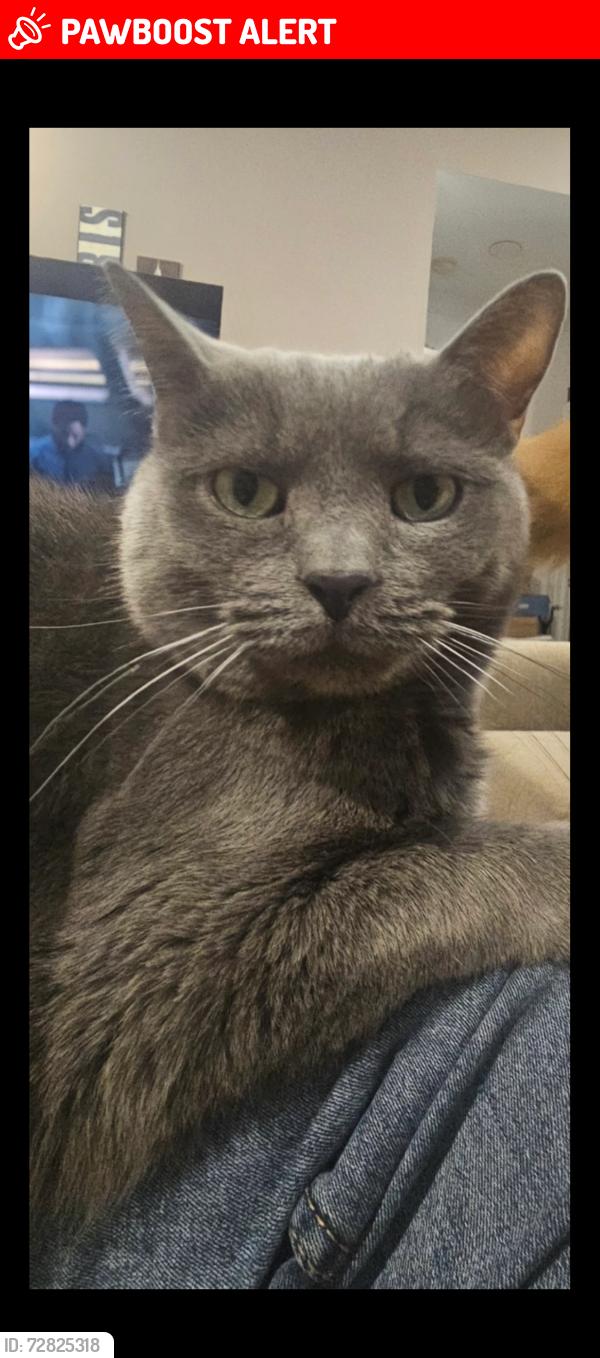 Lost Male Cat last seen Callender Rd & Rome Rock Creek Rd , Roaming Shores, OH 44085