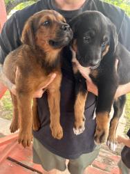 Found/Stray Female Dog last seen Charles Page, Tulsa, OK 74127