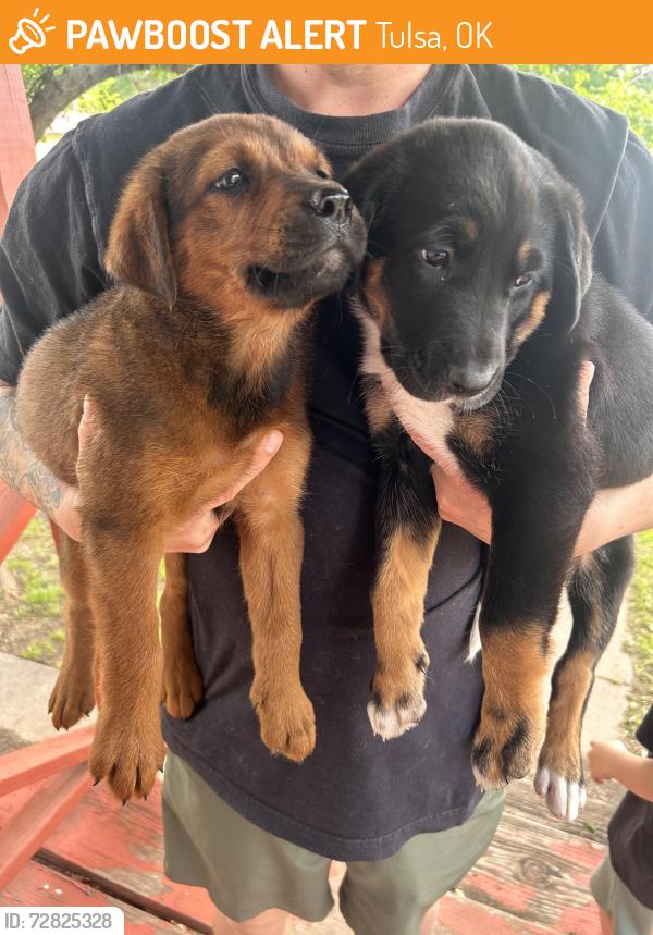 Found/Stray Female Dog last seen Charles Page, Tulsa, OK 74127