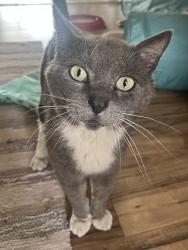 Found/Stray Male Cat last seen South Federal and West Florida , Denver, CO 80219