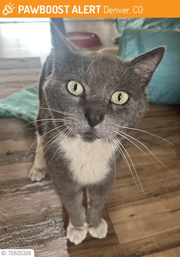Found/Stray Male Cat last seen South Federal and West Florida , Denver, CO 80219
