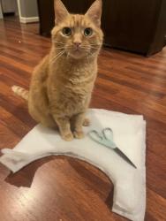 Lost Male Cat last seen Roxboro Street Durham nc , Durham, NC 27704
