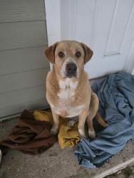 Found/Stray Male Dog last seen Navigation, Houston, TX 77011