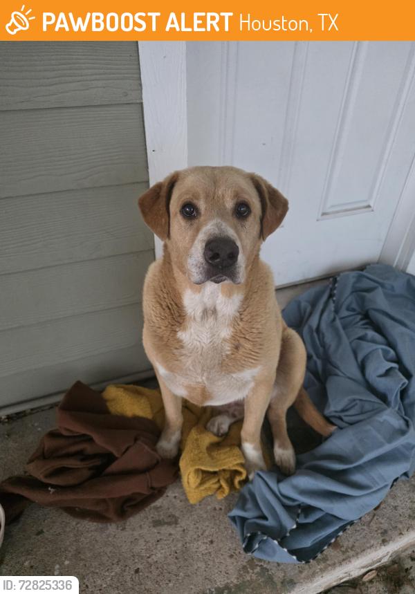 Found/Stray Male Dog last seen Navigation, Houston, TX 77011