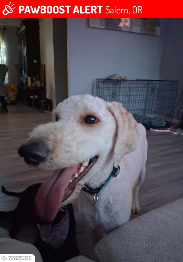 Lost Male Dog last seen Brown rd and Silverton rd , Salem, OR 97305