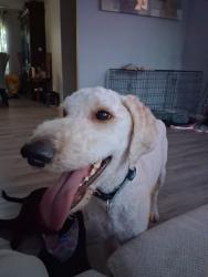 Lost Male Dog last seen Brown rd and Silverton rd , Salem, OR 97305