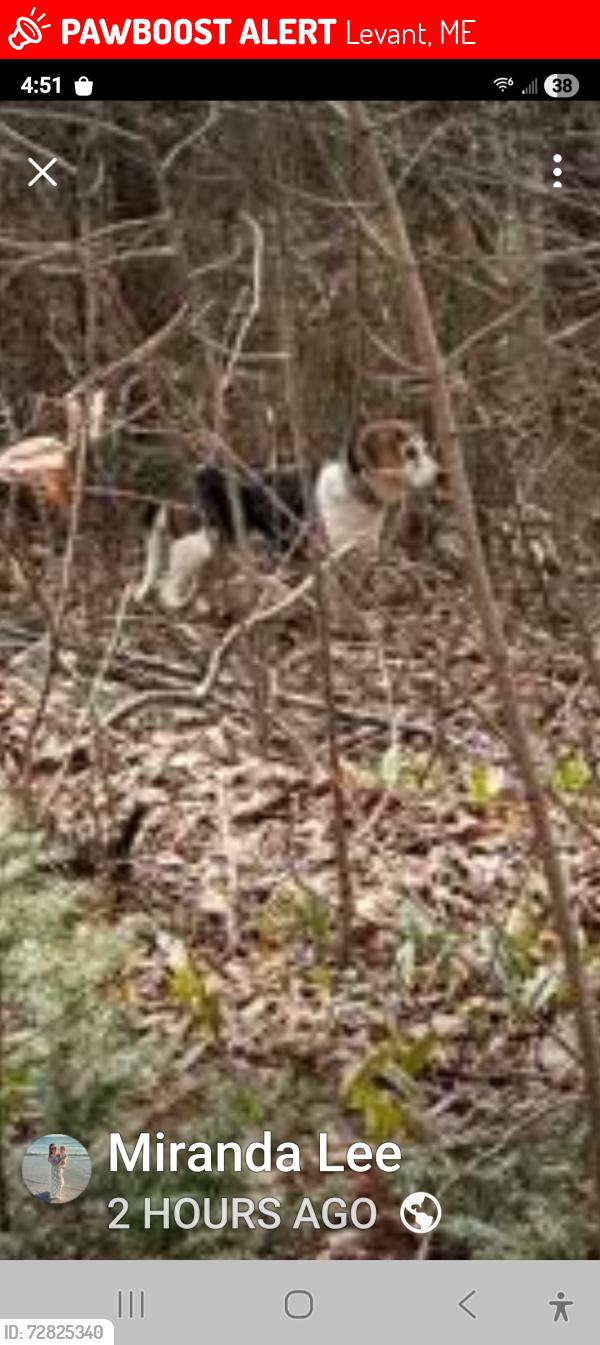 Lost Female Dog last seen Dill road, Levant, ME 04456