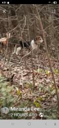 Lost Female Dog last seen Dill road, Levant, ME 04456
