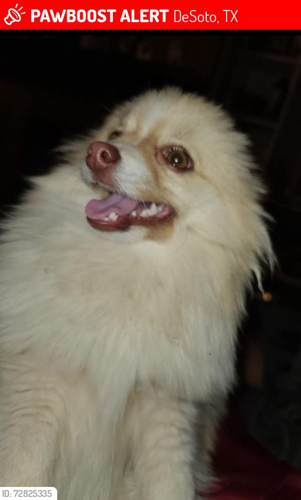 Lost Male Dog last seen Parkerville and westmoreland, DeSoto, TX 75115